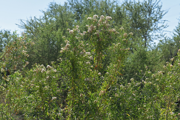 Seepwillow has shiny green alternate linear shaped leaves on erect single green stems which later turn grayish or brownish with age. Baccharis salicifolia